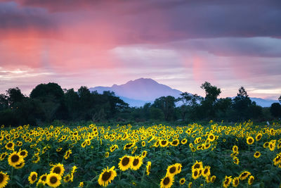 Scenic view of sunflower field against sky at sunset