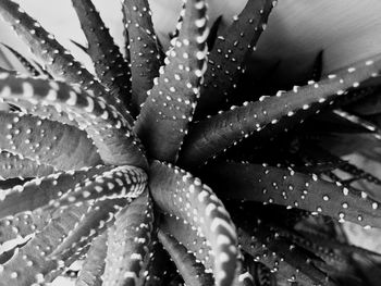 Close-up of water drops on leaf