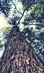 Low angle view of tree