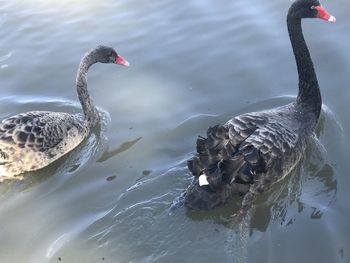 black swan