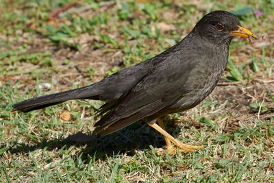 Close-up of a bird on field