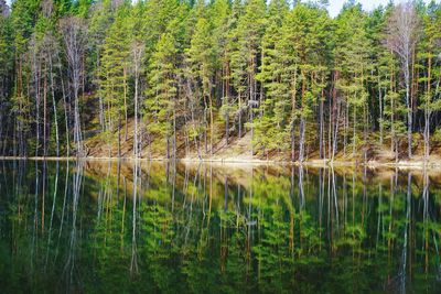 Scenic view of lake in forest