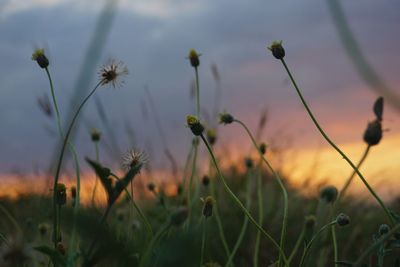 Close-up of plants growing on field against sky