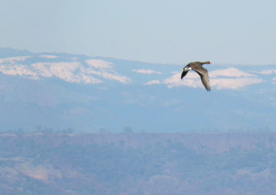 Bird flying over the sea