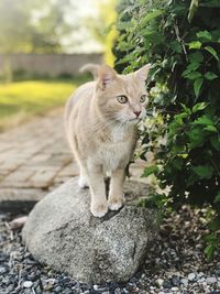 Cat looking away while standing on rock