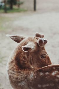 Close-up of a rabbit
