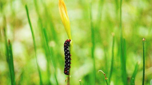Close-up of insect on plant