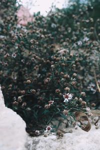 Close-up of wilted flowering plant on field