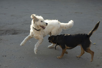 Dog running on street