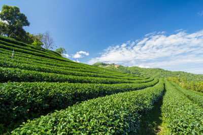 Scenic view of agricultural field against sky