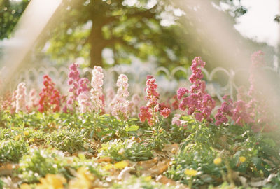 Close-up of flowers growing on tree