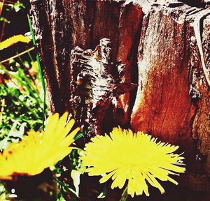 Close-up of yellow flowers