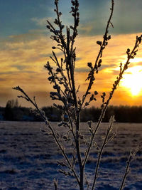 Bare trees on snow covered landscape