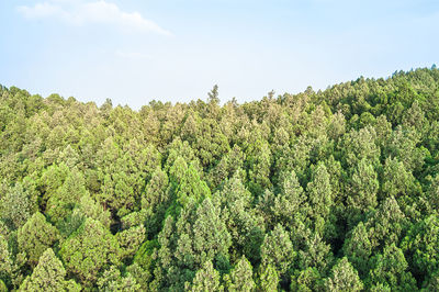 Low angle view of trees