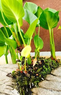 Plants growing on a tree