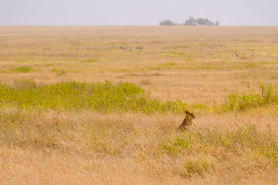 View of a cat on land