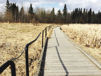 View of footpath in forest