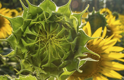 Close-up of yellow flower