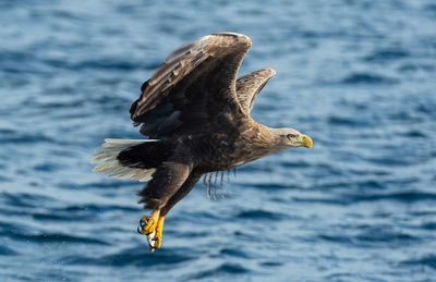 Bird flying over the sea