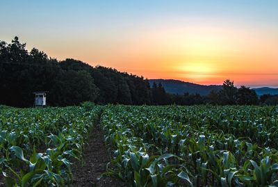 Scenic view of field against sky during sunset