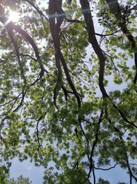 Low angle view of tree against sky