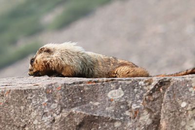 A marmot lays on a the top of a large rock