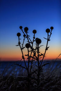 Silhouette plants against sky during sunset