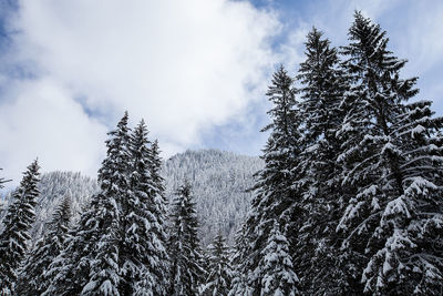 Pine trees in forest during winter