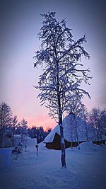 Bare trees against sky at sunset