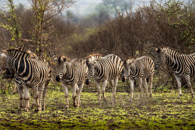 Zebras in a kruger national park 