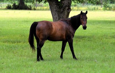 Side view of horse standing on grassy field