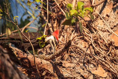 Close-up of lizard on field