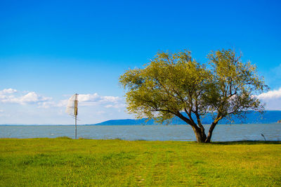 Tree on landscape against blue sky