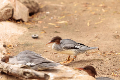 Female scaly-sided merganser mergus squamatus with a red head is found in the forests of eastern asi