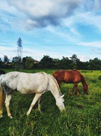 Horse grazing in field