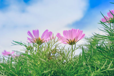 Close-up of pink flowering plants on field