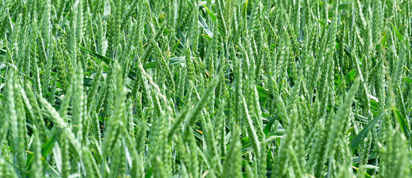 Full frame shot of fresh green field