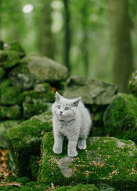 Cat looking away in a forest