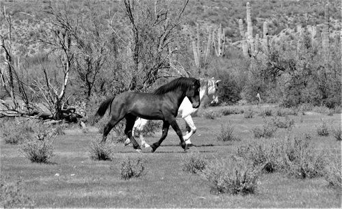 Horse running on field