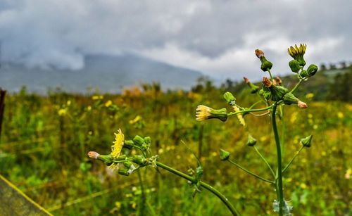 Close-up of yellow flowers growing on field