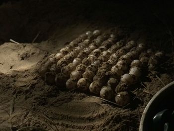 Close-up of bread on the ground