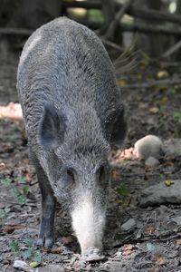 Close-up of wild boar on field