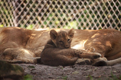 Baby african lion cub panthera leo nursing from its mother lioness.