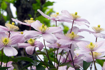 Close-up of white flowering plants