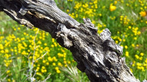 Close-up of lichen on tree trunk