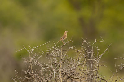 Close-up of bird perching on branch