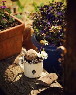 Close-up of potted plant