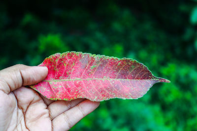 Close-up of hand holding maple leaf