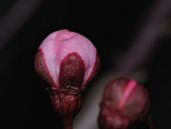 Close-up of pink rose flower