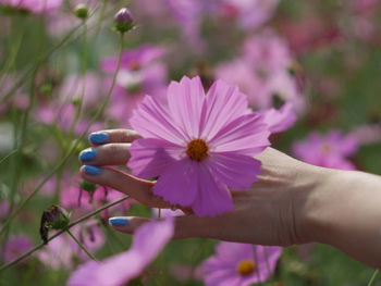 Cropped hand of woman by purple flowering plants